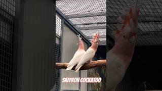 saffron cockatoo cockatiel macaw reels viralvideo parrot cute birds viralvideo pets usa [upl. by Moore]