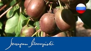 Actinidia  Aктинидия  виды сорта использование  чaсть 1 [upl. by Effie]