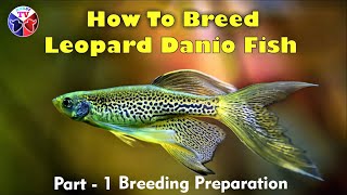 How to Breed Leopard Danio  Breeding Preparation [upl. by Gaeta]