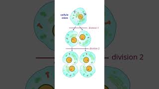 Importance Des divisions Cellulaires Mitose et Méïose science [upl. by Yvonner]