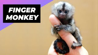 Finger Monkey 🐒 The Smallest Monkey In The World  Pygmy Marmoset shorts [upl. by Eldin]