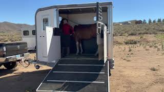 Trailer horse training with Euro Trailer [upl. by Dorrahs]