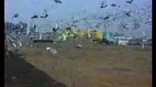 Pigeon racing clips [upl. by Jaworski]