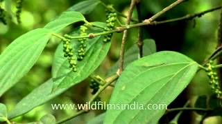 A close look at a pepper plant [upl. by Irmo]