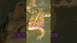 Underwater Ninjas Amazing Facts About Aquatic Frogs 🐸💦 [upl. by Kcirrem585]