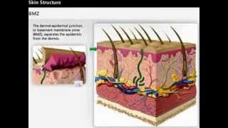 Skin Anatomy  Dermis amp Epidermis  Wound Care [upl. by Atnwahs248]