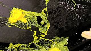 Slime Mold A Brainless Blob that Seems Smart [upl. by Sou]