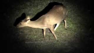 Swamp deer filmed at night with search light Assam [upl. by Einaled]