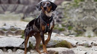 10 Facts You Need to Know Before Buying a Catahoula Leopard Dog [upl. by Aihsoj]