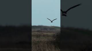 hen harrier in flight slow mo [upl. by Anibur]