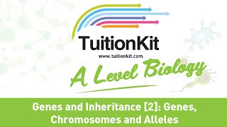 Genes Chromosomes and Alleles A Level Biology [upl. by Bernadine289]