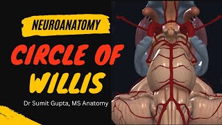 Circle of Willis anatomy  blood supply of brain anatomy [upl. by Gereron]