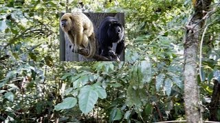 Il suono delle scimmie urlatrici a Palenque howlers monkeys [upl. by Atiuqrahs]