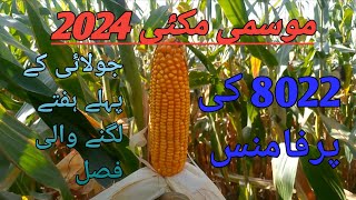 Corn crop Autumn season 2024 [upl. by Anaujit]