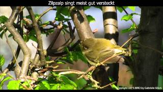 Zilpzalp mit Gesang  Chiffchaff singing 1080p HD [upl. by Alvar]