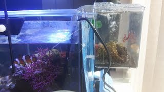 DIY hang on the back refugium [upl. by Ycak789]