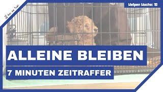 Alleine bleiben mit Welpe in der Box trainieren  Hund das ERSTE MAL alleine lassen [upl. by Ardnossak]