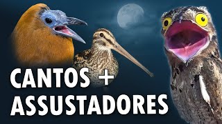 Os 15 CANTOS de AVES MAIS ASSUSTADORES do MUNDO [upl. by Oeak239]