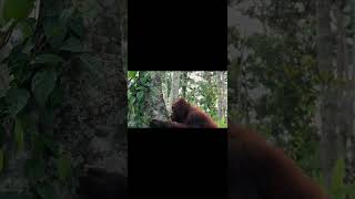 giant red ape transformation trending animaltransformation funny cuteanimal animals cute ape [upl. by Enyt]