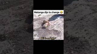 Matanga dijo la changa 😹😹😹😵‍💫😆😂comedia estrellamusic Bikers videosgraciosos [upl. by Eidnac]