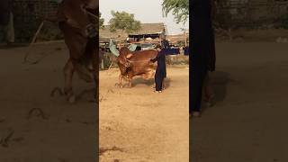 Bachra check karo🔥shorts reels viralvideo trending cow bull mandivibes animals [upl. by Aloibaf]