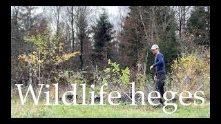 Wildlife hedges 3 easy steps [upl. by Sibeal]