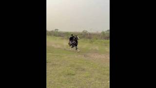 Nazabazi with Mubashar Tiwana beautifulhorses horse pakistan punjab youtube youtubeshorts [upl. by Pavlov167]