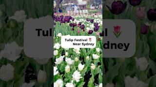 Tulip Festival Near Sydney🌷Corbett Garden  Bowral NSW tulipfestival springseason newsouthwales [upl. by Lakin]