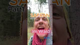 Safran aus dem Wald Part1 Safranschirmling pilze wald natur pilzesammeln [upl. by Nevi]