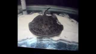 Potamotrygon Motoro Stingray Tank Setup amp Feeding plus Underwater Footage [upl. by Capp]