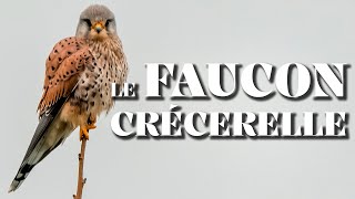 LE FAUCON CRÉCERELLE  La Chronique Du Vivant [upl. by Pickar]