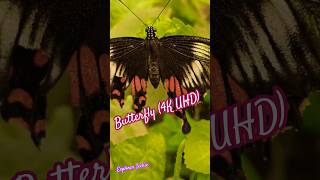 Butterfly 4K UHD  The Most Beautiful Insect [upl. by Merrill516]