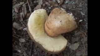 EL BUSCADOR DE SETAS CAP 8 BOLETUS AEREUS [upl. by Derfniw]