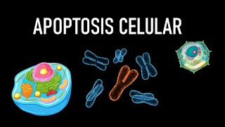 Apoptosis celular  Vía extrínseca intrínseca fase de ejecución morfología [upl. by Biddle]