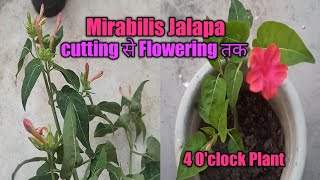 How to grow Mirabilis Jalapa by Cutting 4OClock Plant Mirabilis Jalapa complete Care [upl. by Leagiba]