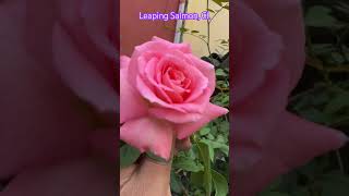 Beautiful Leaping Salmon Climber rose in this Autumn rosegarden gulab gardening relaxing rose [upl. by Tavy337]