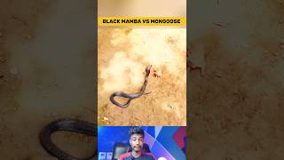 Unbelievable Black Mamba Counter Attack Mongoose [upl. by Ecenahs]