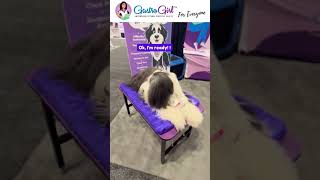 Bearded Collie at Work Digestive Health Awareness [upl. by Geddes]