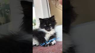 Hadi Çak bi beşlik…🐈🐈🐈 [upl. by Morena888]