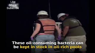 Oil Eating Bacteria Could Help Clean Up Oil Spills [upl. by Scotti183]