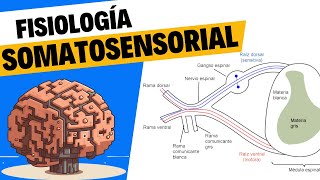 Fisiología del tacto y el sistema somatosensorial [upl. by Rosecan]