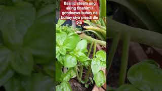 Basilic steam ang itinanim ko fypviralvedio best ideas for gardeningGhaMay Bligs [upl. by Aciraj244]