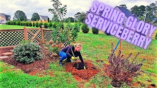 Planting A Spring Glory® Serviceberry  Amelanchier [upl. by Brett568]