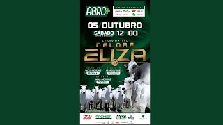 🐮LEILAO VIRTUAL NELORE ELIZA  05102024 [upl. by Eilac31]