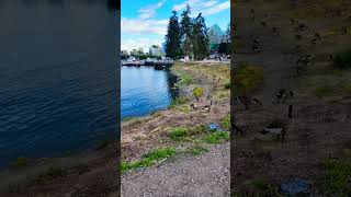 Geese Take Over Vancouver’s Scenic Shoreline goose geese vancouver animals [upl. by Neirad]