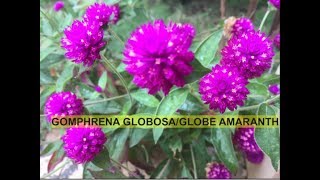 HOW TO GROW AND CARE GOMPHRENA GLOBOSAGLOBE AMARANTHBACHELOR BUTTON [upl. by Ettereve834]