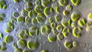 Algae  Chlorophyta [upl. by Musetta923]