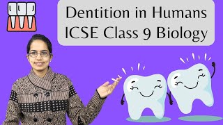 Dentition in Humans  Enamel Dentine Pulp Diphyodont Thecodont Heterodont ICSE Class 9 Biology [upl. by Nestor]