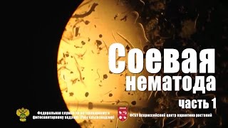 Соевая нематода Часть1 [upl. by Yruam]