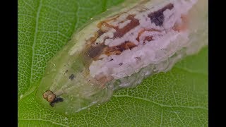 Hover fly larva under microscope [upl. by Garlinda]